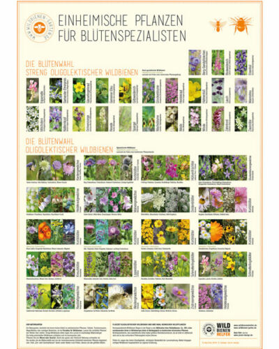 Heimische Pflanzen für Blühspezialisten – das Plakat (Wildbienenhelfer)