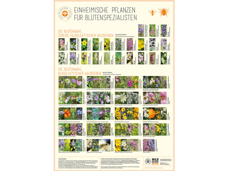 Heimische Pflanzen für Blühspezialisten – das Plakat (Wildbienenhelfer)