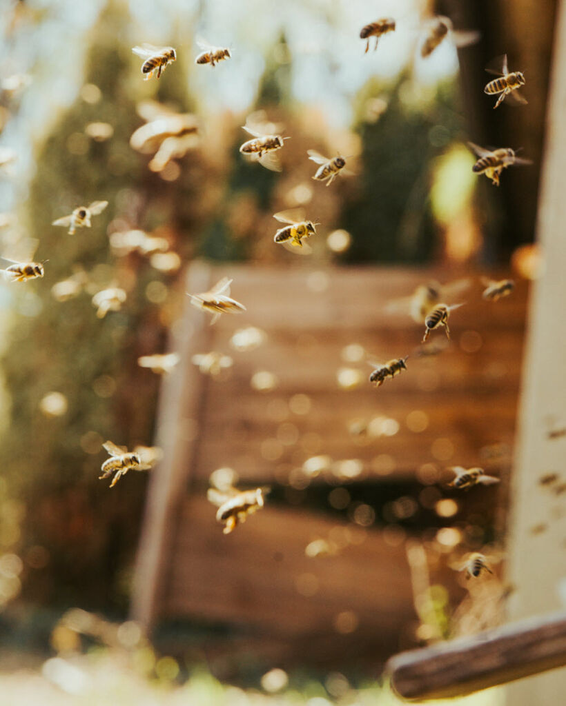 Bienen-Team