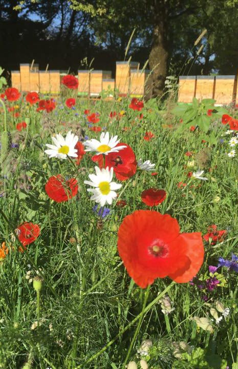 Blumenwiese anlegen