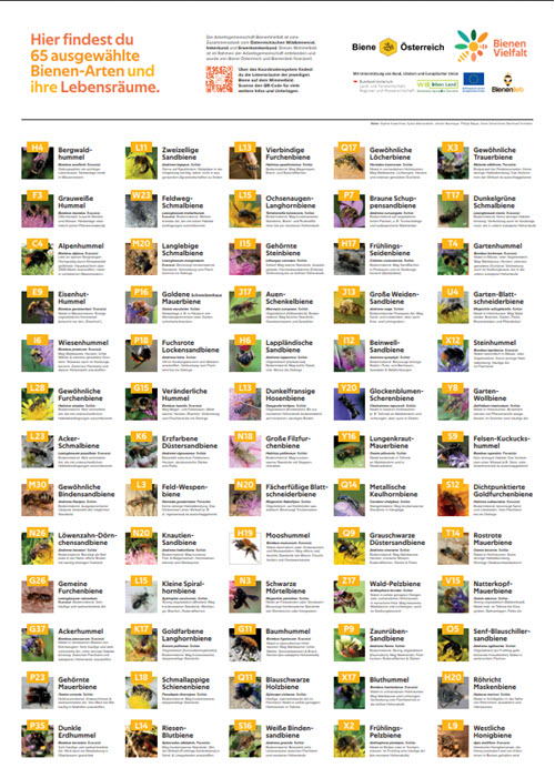 Wimmelbild Bienenvielfalt für Schulen