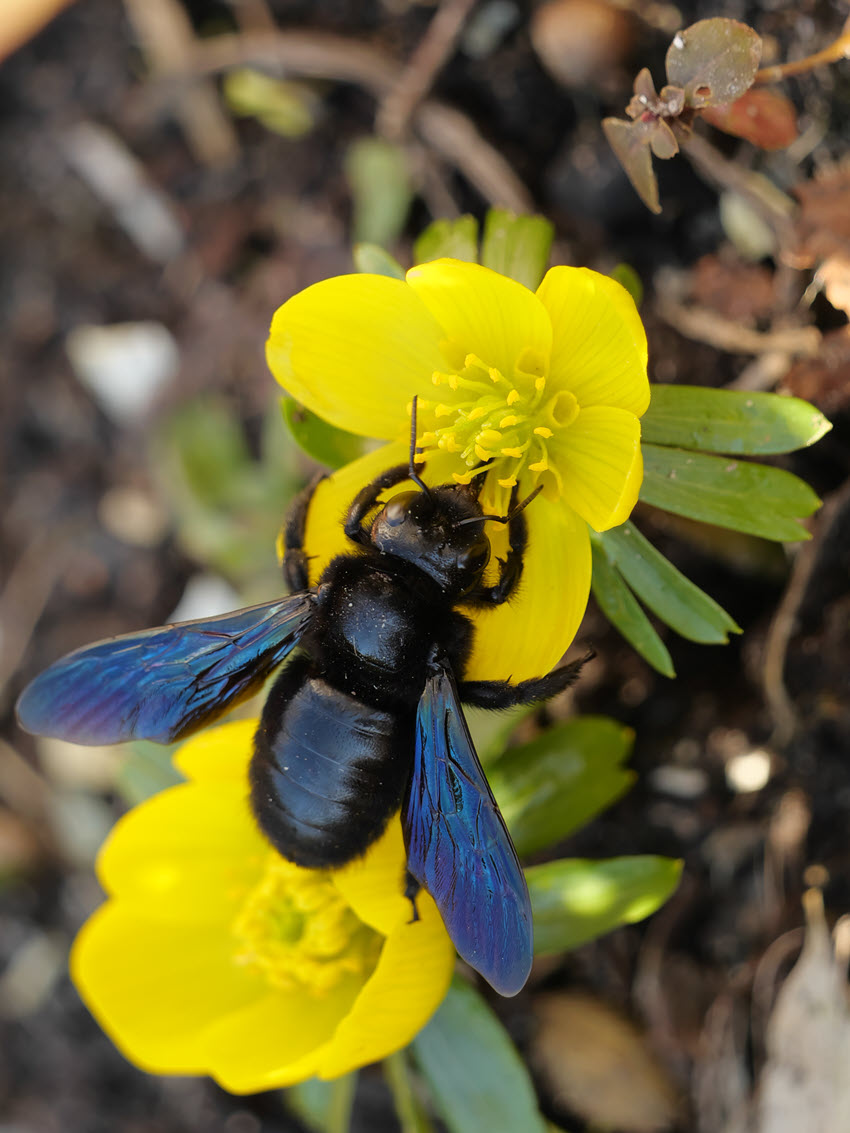 Holzbiene | Bienen im Unterricht