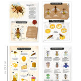 Lernheft Bienen für Zuhause und den Unterricht | Bienenlieb