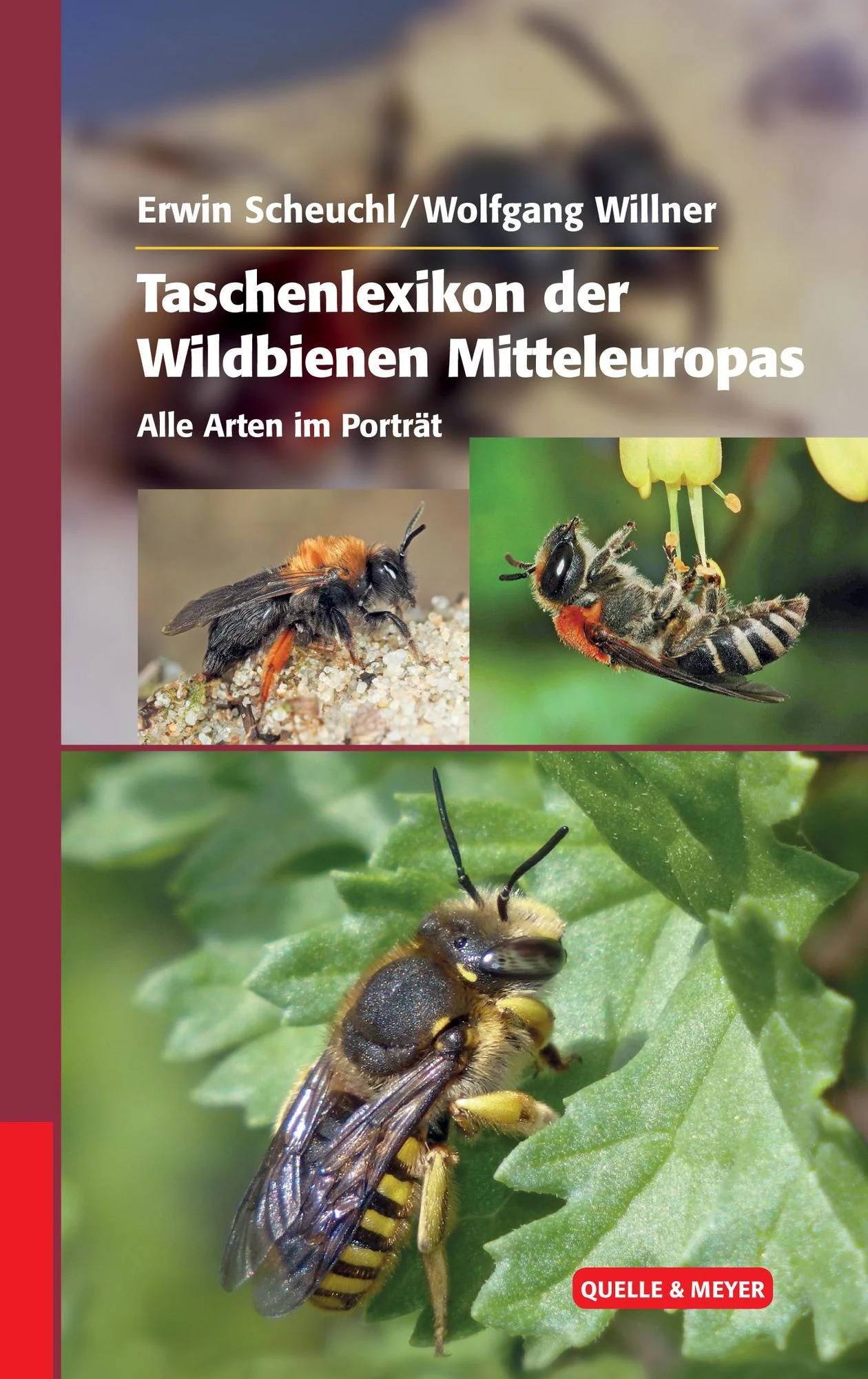 Buch Taschenlexikon der Wildbienen Mitteleuropas