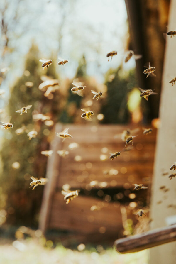 Bio-Bienenvolk 2023