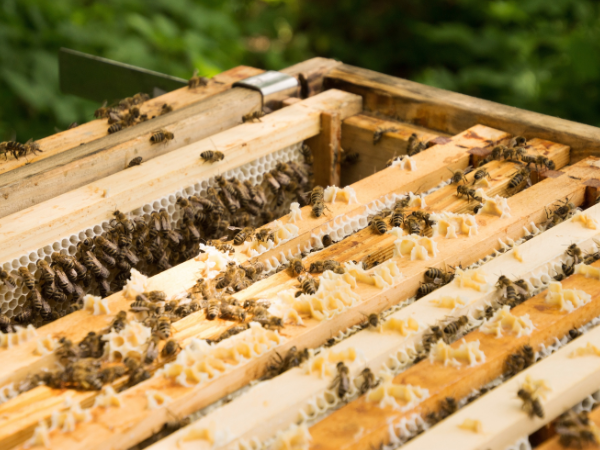 bienenvolk_offen_rähmchen